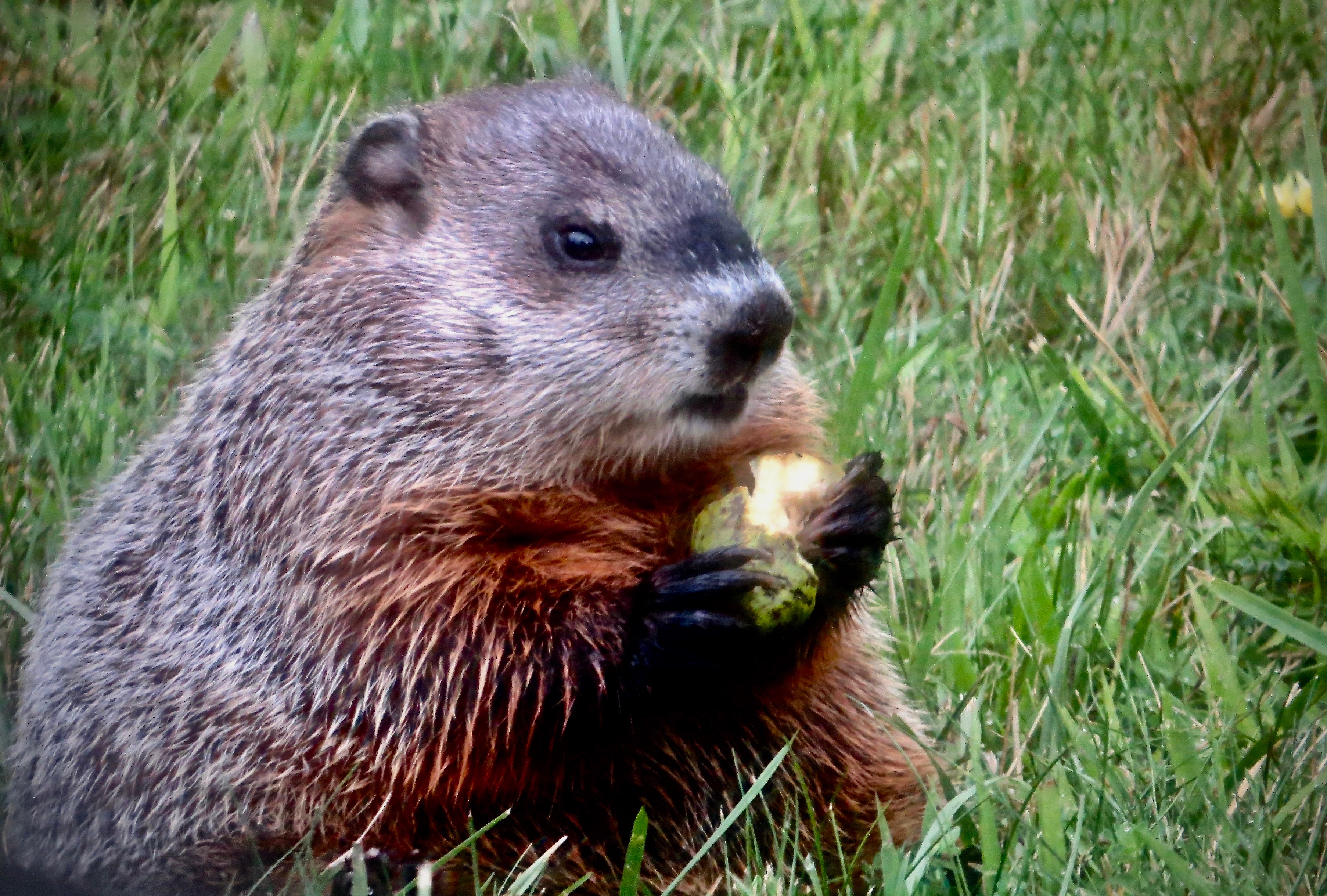 Groundhog eating pear | Shutterbug